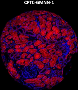 Click to enlarge image Imaging mass cytometry on normal kidney tissue core using CPTC-GMNN-1 metal-labeled antibody.  Data shows an overlay of the target protein signal (red) and DNA (blue). Dilution: 1:100 of 0.5mg/mL stock. Signal was also obtained in other normal tissues (liver, bone marrow, spleen, placenta, prostate, colon, pancreas, breast, lung, testis, endometrium, appendix, and kidney) and cancer tissues (colon, breast, ovarian, lung, and prostate).