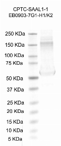 Click to enlarge image Western Blot using CPTC-SAAL1-1 as primary antibody against recombinant human serum amyloid A-like 1 (SAAL1) protein (lane 2). Also included are molecular weight standards (lane 1).