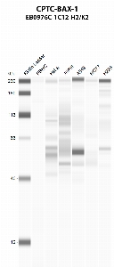 Click to enlarge image Automated western blot using CPTC-BAX-1 as primary antibody against PBMC (lane 2), HeLa (lane 3), Jurkat (lane 4), A549 (lane 5), MCF7 (lane 6), and NCI-H226 (lane 7) whole cell lysates.  Expected molecular weight - 21 kDa.  Molecular weight standards are also included (lane 1).