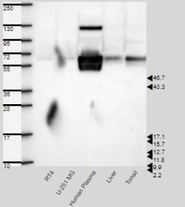 Click to enlarge image Results provided by the Human Protein Atlas (www.proteinatlas.org). Band of predicted size in kDa (+/-20%) with additional bands present. Analysis performed using a standard panel of samples. Antibody dilution: 1:500.