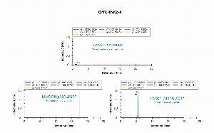 Click to enlarge image Immuno-MRM screening of antibody CPTC-TNK2-4 against phosphorylated synthetic peptide KKVSSTH(pY)YLLPERP (Tyrosine Kinase Non Receptor 2 Peptide 1),  phosphorylated synthetic peptide KKVSSTHY(pY)LLPERP (Tyrosine Kinase Non Receptor 2 Peptide 2),and their correspondent non-phosphorylated peptide (KKVSSTHYYLLPERP). The antibody was able to pull down only the phosphorylated synthetic peptide KKVSSTH(pY)YLLPERP (Tyrosine Kinase Non Receptor 2 Peptide 1).