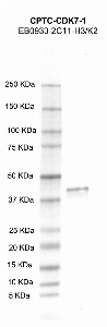 Click to enlarge image Western Blot using CPTC-CDK7-1 as primary antibody against CDK7 recombinant protein (lane 2). Also included are molecular weight standards (lane 1)