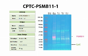 Click to enlarge image Western Blot using CPTC-PSMB11-1 as primary antibody against human thymus tissue, mouse thymus tissue, mouse lung tissue, mouse liver tissue, and mouse spleen tissue. The antibody detected the target protein (~33 KDa) only in the mouse thymus tissue, as expected.  The same cell lysates were also probed for Cytochrome C, which was detected at different level of expression in each tested cell.