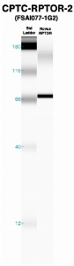 Click to enlarge image Western Blot using CPTC-RPTOR-2 as primary Ab against recombinant RPTOR (lane 2). Also included are molecular wt. standards (lane 1).