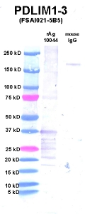 Click to enlarge image Western Blot using CPTC-PDLIM1-3 as primary Ab against PDLIM1 (rAg 10044) in lane 2. Also included are molecular wt. standards (lane 1) and mouse IgG control (lane 3).