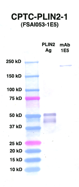 点击放大图像Western Blot，使用CPTC-PLIN2-1作为主要抗体对抗PLIN2（rAg 00092）（通道2）。还包括分子重量标准（通道1）和小鼠IgG控制（通道3）。