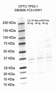 Click to enlarge image Western Blot using CPTC-TP53-1 as primary antibody against cell lysates LCL57 (lane 2), HeLa (lane 3) and MCF10A (lane 4). Also included are molecular weight standards (lane 1).