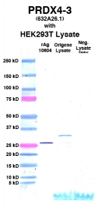 Click to enlarge image Western Blot using CPTC-PRDX4-3 as primary Ab against cell lysate from transiently overexpressed HEK293T cells form Origene (lane 3). Also included are molecular wt. standards (lane 1), lysate from non-transfected HEK293T cells as neg control (lane 4) and recombinant Ag PRDX4 (NCI 10604) in (lane 2). 