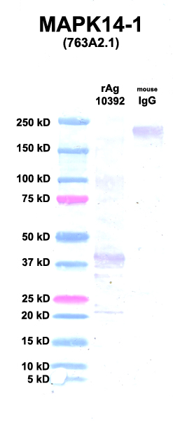 Click to enlarge image Western Blot using CPTC-MAPK14-1 as primary Ab against Ag 10392 (lane 2). Also included are molecular wt. standards (lane 1) and mouse IgG control (lane 3).