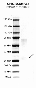Click to enlarge image Western Blot using CPTC-SCAMP#-1 against SCAMP3 recombinant protein.
