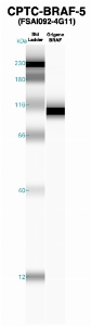 Click to enlarge image Western Blot using CPTC-BRAF-5 as primary Ab against recombinant BRAF (lane 2). Also included are molecular wt. standards (lane 1).