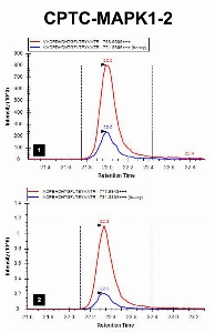 Click to enlarge image iMRM screening results for clone CPTC-MAPK1-2. The clone is able to pull down not only the target peptide (panel 1, CPTC-MAPK1 Peptide 1, VADPDHDHTGFL(pT)E(pY)VATR) and peptide IADPEHDHTGFL(pT)E(pY)VATR (panel 2).

Data provided by the Paulovich Lab, Fred Hutch (https://research.fredhutch.org/paulovich/en.html)