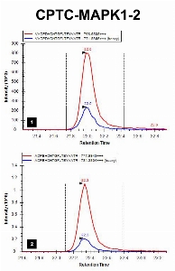 Click to enlarge image iMRM screening results for clone CPTC-MAPK1-2. The clone is able to pull down not only the target peptide (panel 1, CPTC-MAPK1 Peptide 1, VADPDHDHTGFL(pT)E(pY)VATR) and peptide IADPEHDHTGFL(pT)E(pY)VATR (panel 2).

Data provided by the Paulovich Lab, Fred Hutch (https://research.fredhutch.org/paulovich/en.html)