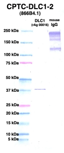 Click to enlarge image Western Blot using CPTC-DLC1-2 as primary Ab against DLC1 (rAg 00016) (lane 2). Also included are molecular wt. standards (lane 1) and mouse IgG control (lane 3).