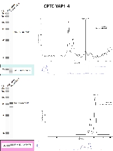 Click to enlarge image Automated WB using CPTC-YAP1-4 as primary antibody against the over-expressed lysates of human YAP1 (MYC tagged) and mouse YAP1 (MYC tagged). The antibody is able to recognize only the target mouse protein (top panels). The same MYC tagged recombinant proteins in the over-expressed lysates were tested with an antibody anti-MYC, to confirm size (bottom panels).