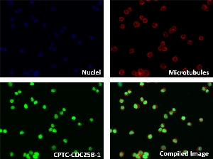 Click to enlarge image Immunofluorescence staining of human cell line LCL57 with CPTC-CDC25B-1 Ab shows localization to the cytoskeleton.
