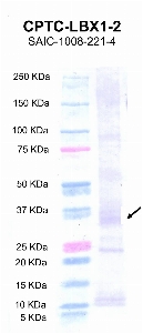 Click to enlarge image Western Blot using CPTC-LBX1-2 as primary antibody against recombinant LBX1 protein  (lane 2) with expected MW of 33 KDa. Molecular weight standards are also included (lane 1).