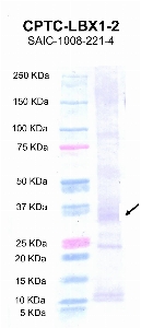 点击放大图像，使用CPTC-LBX1-2作为重组LBX1蛋白（第2道）的主要抗体，预期分子量为33 KDa。还包括分子量标准（车道1）。