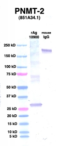 Click to enlarge image Western Blot using CPTC-PNMT-2 as primary Ab against PNMT (rAg 10900) in lane 2. Also included are molecular wt. standards (lane 1) and mouse IgG control (lane 3).