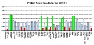 Click to enlarge image Protein Array in which CPTC-CHP2-1 is screened against the NCI60 cell line panel for expression. Data is normalized to a mean signal of 1.0 and standard deviation of 0.5. Color conveys over-expression level (green), basal level (blue), under-expression level (red).