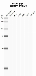 Click to enlarge image Automated western blot using CPTC-BAD-1 as primary antibody against buffy coat (lane 2), HeLa (lane 3), Jurkat (lane 4), A549 (lane 5), MCF7 (lane 6), and H226 (lane 7) whole cell lysates.  Expected molecular weight - 18.4 kDa.  Molecular weight standards are also included (lane 1).