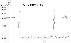 Click to enlarge image Automated western blot using CPTC-PTPN11-2 as primary antibody against recombinant PTPN11 protein. Protein molecular weight is about 68 KDa. The antibody recognizes recombinant PTPN11.