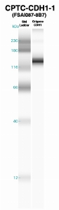 Click to enlarge image Western Blot using CPTC-CDH1-1 as primary Ab against recombinant CDH1 (lane 2). Also included are molecular wt. standards (lane 1).
