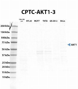 Click to enlarge image Western blot using CPTC-AKT1-3 as primary antibody against whole lysates of cell MDA-MB-231, HT-29, MCF7, T47D, SK-OV-3, and HeLa. The antibody cannot recognize the target in the cell lysates.