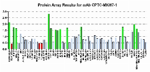 Click to enlarge image Protein Array in which CPTC-MKI67-1 is screened against the NCI60 cell line panel for expression. Data is normalized to a mean signal of 1.0 and standard deviation of 0.5. Color conveys over-expression level (green), basal level (blue), under-expression level (red).