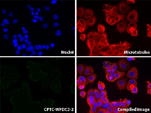 Click to enlarge image Immunofluorescence staining of human cell line OVCAR-3 using CPTC-WFDC2-2 as primary antibody.  WFDC2 protein expression shows localization in the cytosol (green).