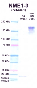 Click to enlarge image Western Blot using CPTC-NME1-3 as primary Ab against NME1 (Ag 10263) (lane 2). Also included are molecular wt. standards (lane 1) and mouse IgG control (lane 3).