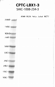 Click to enlarge image Western Blot using CPTC-LBX1-3 as primary antibody against cell lysates A549, H226, HeLa, Jurkat and MCF7. Expected MW of 30.2 KDa. All cell lysates negative.  Molecular weight standards are also included (lane 1).