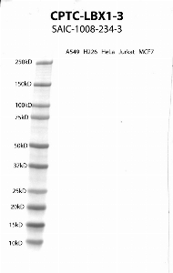 点击放大图像，使用CPTC-LBX1-3作为抗细胞裂解物A549、H226、HeLa、Jurkat和MCF7的主要抗体的Western Blot。预计MW为30.2 KDa。所有细胞裂解呈阴性。还包括分子量标准（车道1）。