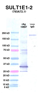 Click to enlarge image Western Blot using CPTC-SULT1E1-2 as primary Ab against Ag 10897 (lane 2). Also included are molecular wt. standards (lane 1) and mouse IgG control (lane 3).