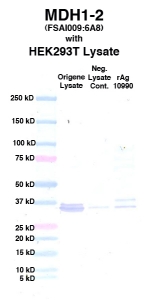 Click to enlarge image Western Blot using CPTC-MDH1-2 as primary Ab against cell lysate from transiently overexpressed HEK293T cells form Origene (lane 2). Also included are molecular wt. standards (lane 1), lysate from non-transfected HEK293T cells as neg control (lane 3) and recombinant Ag MDH1 (NCI 10990) in (lane 4). 