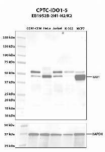 Click to enlarge image Western blot using CPTC-IDO1-5 as primary antibody against whole cell lysates CCRF-CEM (lane 2), HeLa (lane 3), Jurkat (lane 4), K-562 (lane 5), and MCF7 (lane 6). The expected molecular weight is 45.3 kDa. CCRF-CEM, Jurkat, and MCF7 are presumed positive. HeLa is positive. K-562 is negative.