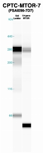 Click to enlarge image Western Blot using CPTC-MTOR-7 as primary Ab against recombinant MTOR (lane 2). Also included are molecular wt. standards (lane 1).