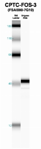 Click to enlarge image Western Blot using CPTC-FOS-3 as primary Ab against recombinant FOS (lane 2). Also included are molecular wt. standards (lane 1).