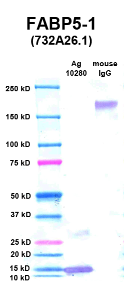 Click to enlarge image Western Blot using CPTC-FABP5-1 as primary Ab against FABP5 (Ag 10280) (lane 2). Also included are molecular wt. standards (lane 1) and mouse IgG control (lane 3).