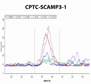 Click to enlarge image iMRM data obtaiend form the incubation of the cell lysate H3255 digest with clone CPTC-SCAMP3-1. Data were acquired on the nano-chip-LC using a 1260 Infinity Series HPLC-Chip cube interface (Agilent, Palo Alto, CA) coupled to a 6495-triple quadrupole mass spectrometer (Agilent). A large capacity chip system (G4240-62010) consisting of a 160 nl enrichment column and a 150 mm*75 um analytical column (Zorbax 300SB-C18, 5 um, 30 A pore size) was used. The clone is able to capture the endogenous target peptide NYGSpYSTQASAAAATAELLK (CPTC-SCAMP3 Peptide1).