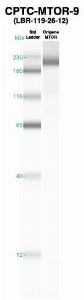 Click to enlarge image Western Blot using CPTC-MTOR-9 as primary Ab against recombinant MTOR (lane 2). Also included are molecular wt. standards (lane 1).