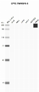 Click to enlarge image Automated western blot using CPTC-TNFRSF9-5 as primary antibody against A549 (lane 2), HeLa (lane 3), Jurkat (lane 4), MCF7 (lane 5), H226 (lane 6), and PBMC (lane 7) whole cell lysates.  Expected molecular weight - 27.9 kDa.  Molecular weight standards are also included (lane 1).