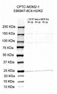 Click to enlarge image Western Blot using CPTC-MDM2-1 as primary antibody against cell lysates LCL57 (lane 2), HeLa (lane 3) and MCF10A (lane 4). Also included are molecular weight standards (lane 1).