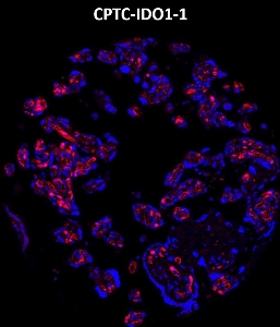 Click to enlarge image Imaging mass cytometry on normal placenta tissue core using CPTC-IDO1-1 metal-labeled antibody.  Data shows an overlay of the target protein signal (red) and DNA (blue). Dilution: 1:100 of 0.5mg/mL stock. Signal was also obtained in other normal tissues (testis, prostate, liver, colon, endometrium, appendix, pancreas, bone marrow, breast, kidney, lung, and placenta) and cancer tissues (breast, lung, prostate, colon and ovarian).