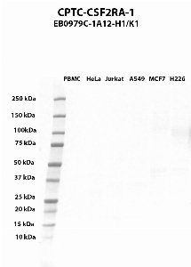 Click to enlarge image Western blot using CPTC-CSF2RA-1 as primary antibody against PBMC (lane 2), HeLa (lane 3), Jurkat (lane 4), A549 (lane 5), MCF7 (lane 6), and NCI-H226 (lane 7) whole cell lysates.  Expected molecular weight - 46.2 kDa, 46.9 kDa, 38.4 kDa, 32.9 kDa, 43.5 kDa, 26.6 kDa, 49.9 kDa, and 31.1 kDa.  Molecular weight standards are also included (lane 1).