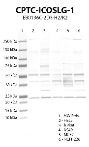 Click to enlarge image Western blot using  CPTC-ICOSLG-1 as primary antibody against HeLa (lane 2), Jurkat (lane 3), A549 (lane 4), MCF7 (lane 5) and NCI H226 (lane 6) cell lysates.  Expected molecular weight 33 kDa.  Molecular weight standards (MW Stds.) are also included (lane 1).  Inconclusive data.