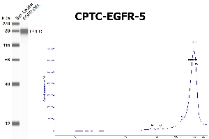 Click to enlarge image SW using CPTC-EGFR-5 as primary antibody against the over-expressed lysate of EGFR. The antibody is able to recognize the recombinant protein.