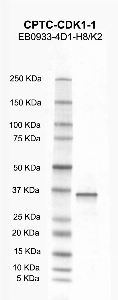 Click to enlarge image Western Blot using CPTC-CDK1-1 as primary antibody against CDK1 recombinant protein (lane 2). Also included are molecular weight standard (lane 1)