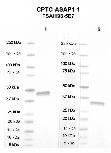 Click to enlarge image Western blot using CPTC-ASAP1-1 as primary antibody against PZA protein domain (Lane 1, Expected M.W. 45 kDa) and ZA protein domain (Lane 2, Expected M.W. 32 kDa). Molecular weight standards are included for each protein.