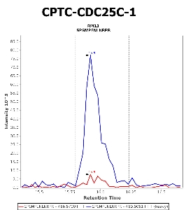 Click to enlarge image Immuno-MRM chromatogram of CPTC-CDC25C-1 antibody (see CPTAC assay portal for details: https://assays.cancer.gov/CPTAC-5906)
Data provided by the Paulovich Lab, Fred Hutch (https://research.fredhutch.org/paulovich/en.html). Data shown were obtained from cell lysate.